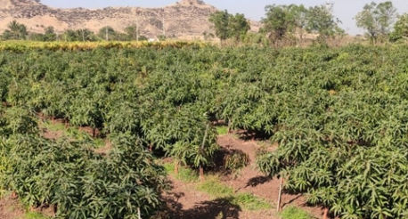 High Density Mango Plantation in Subhash Palekar Krushi (SPK)