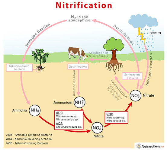 Role of Nitrogen in soil fertility