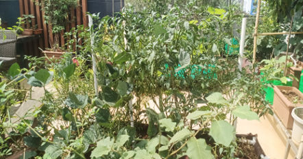 Mrs Girija Venkat Raman has been doing terrace gardening on the roof of her house for the last 18 years.