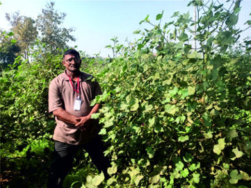 Five Layer Cotton Cultivation Model in Subhash Palekar Krushi (SPK)