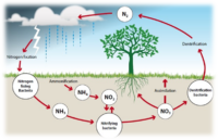 Role of the Nitrogen in Soil Fertility