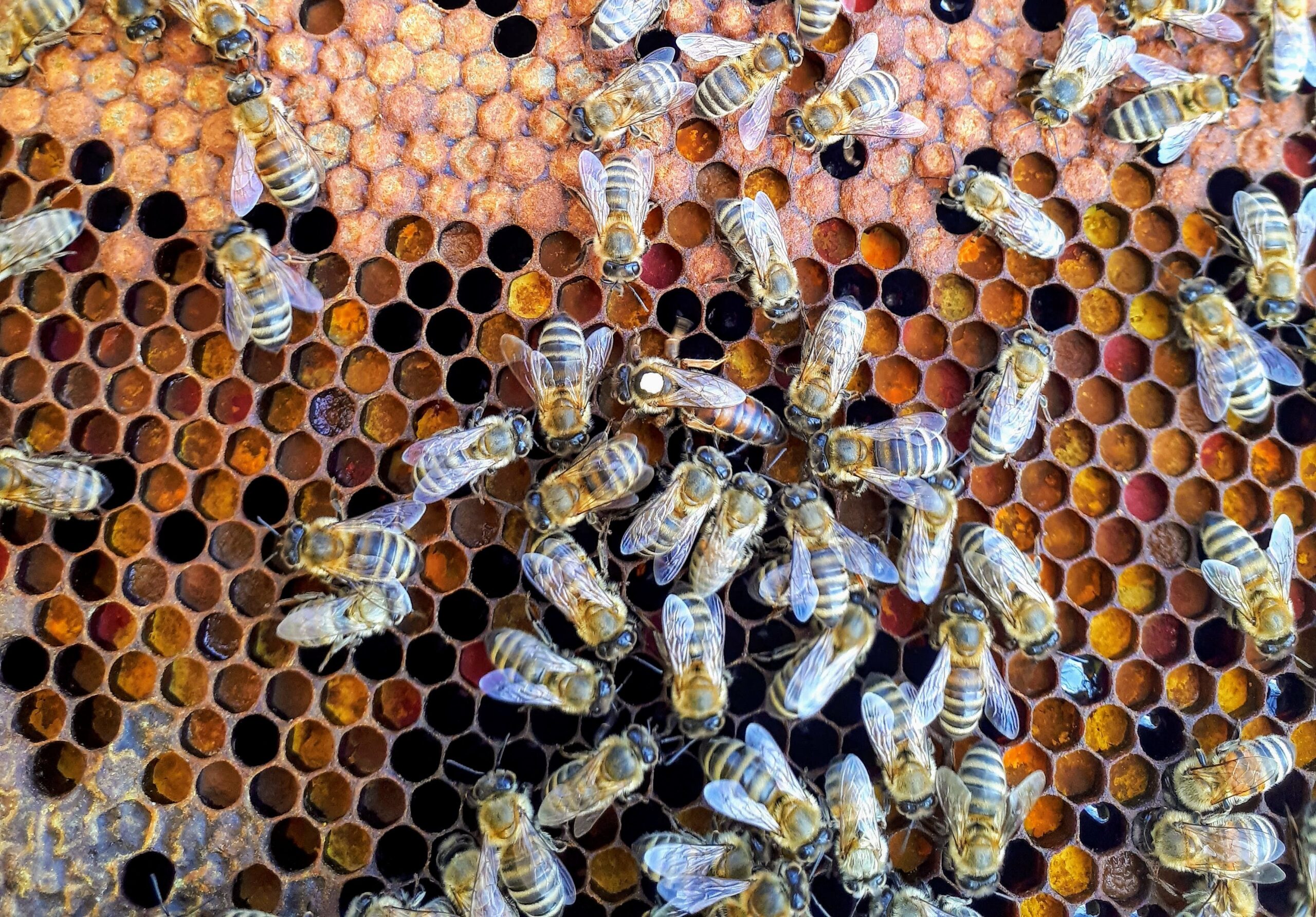 The Important Role of Honey Bees in Pollination