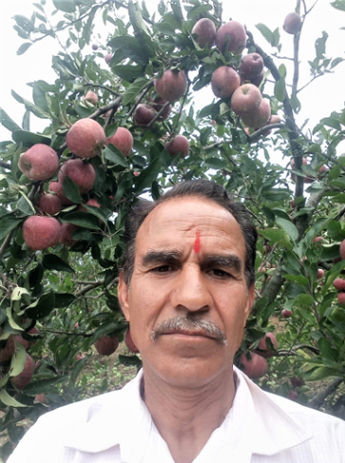 Apple farming in Subhash Palekar Krushi (SPK)