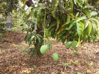 Alphanso Mango in Subhash Palekar Krushi (SPK)