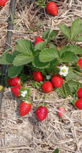 Strawberry plantation under Subhash Palekar Krushi (SPK)