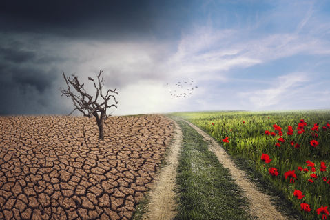 Global warming and organic farming