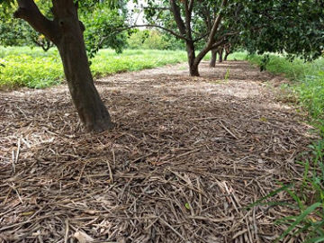 Fifty advantages of Straw Mulching