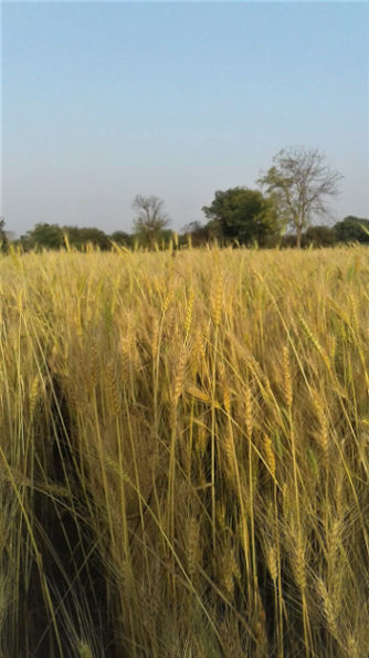 Wheat cultivation in Subhash Palekar Krushi (SPK)