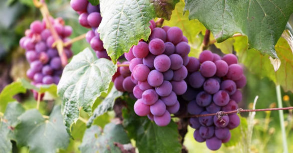 Should you eat the divine medicinal poison-free grapes or should you eat the seedless harmful poisonous grapes? Which grape variety to plant?